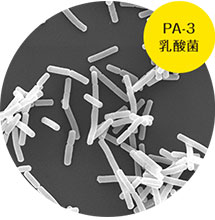 PA-3乳酸菌